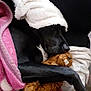 Brad participe au concours pour gagner de l'argent avec cette photo : animal, black_dog, blanket, comfort, couch, cozy, cute, dog, domestic, fur, indoor, pet, pink_blanket, resting, sleeping, snuggling, soft, stuffed_toy, teddy_bear, white_hat