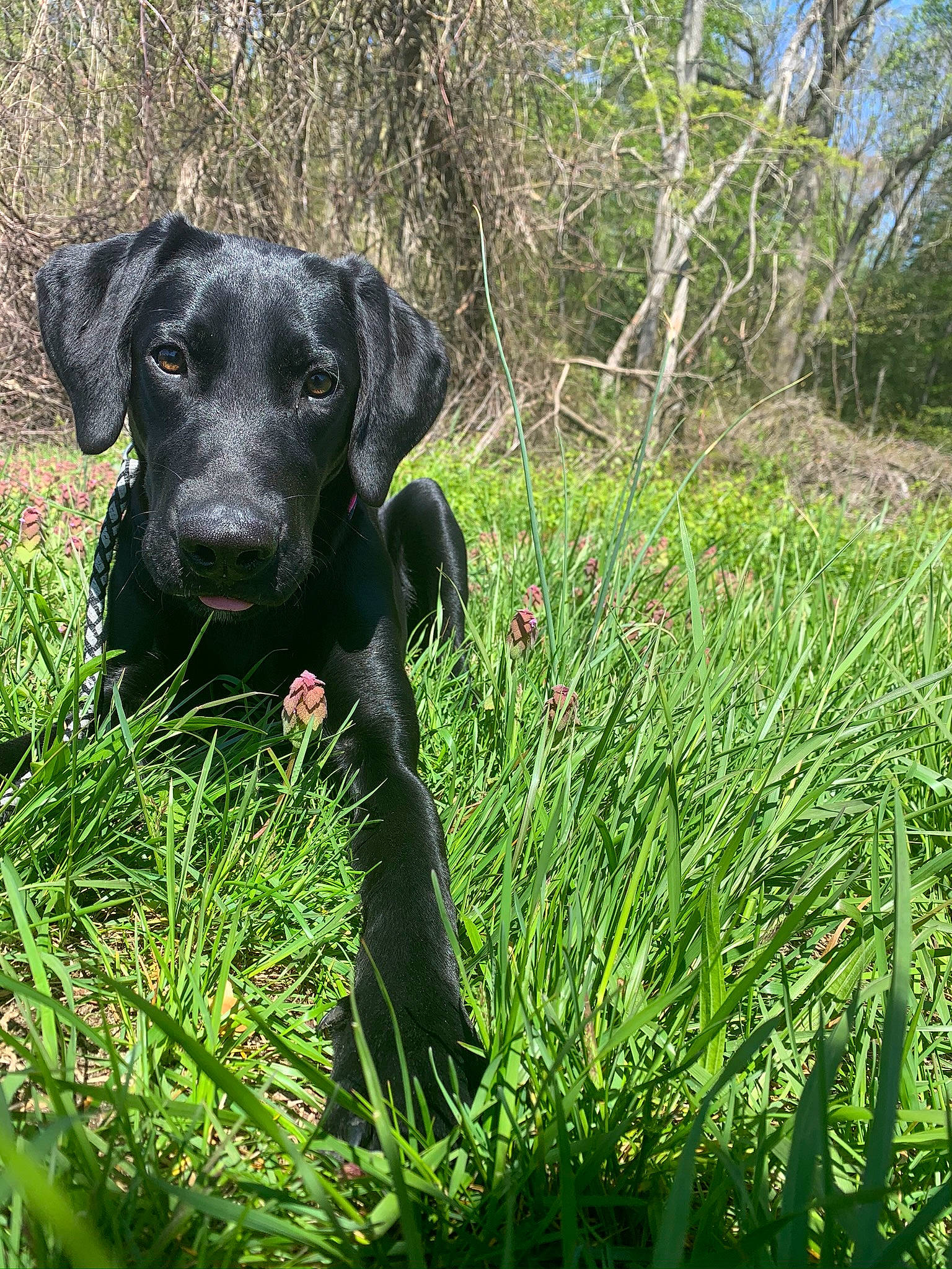 Remington joined the competition — help win amazing prizes! borador, canidae, carnivore, dog, dog_breed, field_trial, flat_coated_retriever, grass, hunting_dog, labrador_retriever, mammal, patterdale_terrier, plant, pointing_breed, puppy, retriever, sporting_group