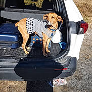 Persephone joined the competition — help win amazing prizes! dog, sweater, car, suv, open_trunk, luggage, crate, outdoor, sunny, grass, vehicle, pet, clothing, travel, brown_dog, daytime, road, parked_car, shadow, nature