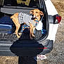 dog, sweater, car, suv, open_trunk, luggage, crate, outdoor, sunny, grass, vehicle, pet, clothing, travel, brown_dog, daytime, road, parked_car, shadow, nature