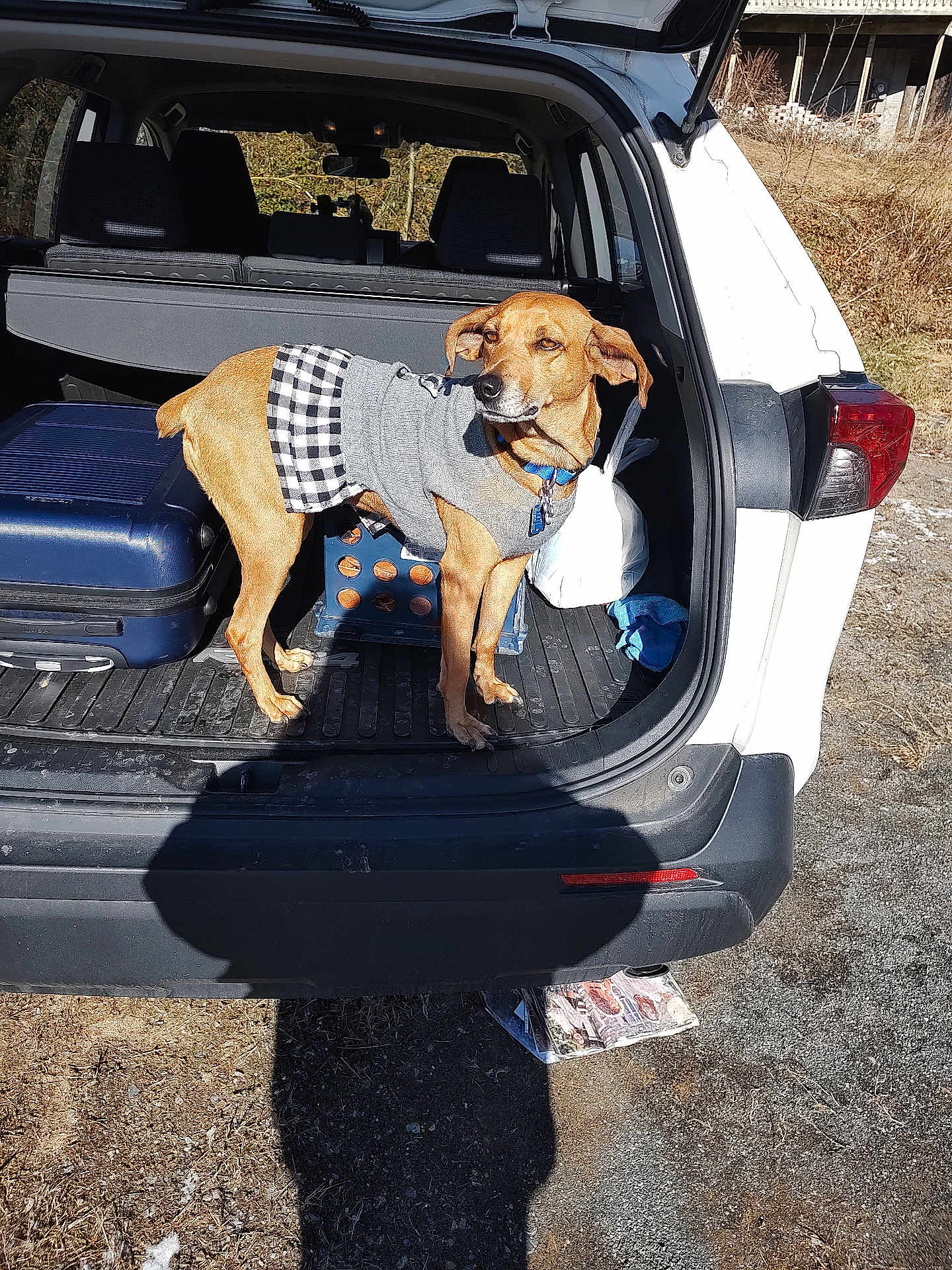 Persephone joined the competition — help win amazing prizes! dog, sweater, car, suv, open_trunk, luggage, crate, outdoor, sunny, grass, vehicle, pet, clothing, travel, brown_dog, daytime, road, parked_car, shadow, nature