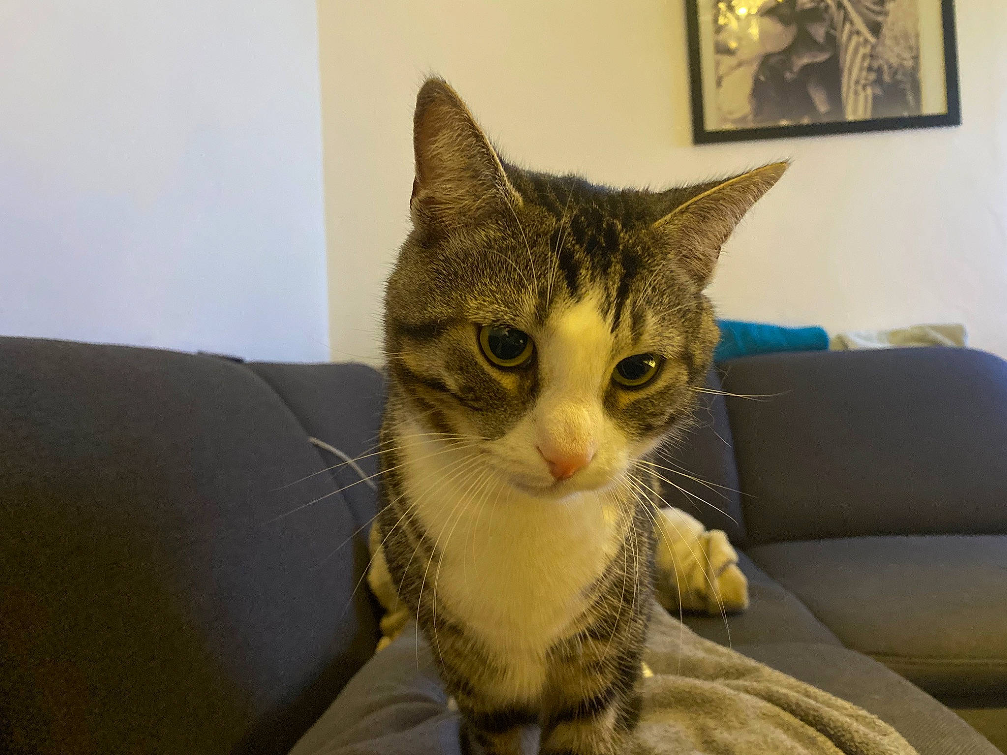 Gamin a rejoint le concours — aidez-le/la à gagner de superbes lots ! carnivore, cat, comfort, couch, domestic_short_haired_cat, fawn, felidae, fur, jaw, paw, pet_supply, picture_frame, small_to_medium_sized_cats, snout, sofa_bed, studio_couch, tail, terrestrial_animal, whiskers, window