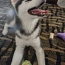 Apollo is registered to the contest to win money with this photo: black_and_white, canine, carpet, chew_bone, closeup, dog, front_legs, fur, happy, husky, indoor, panting, pet, playing, puppy, room_furniture, rope_ball, smiling, tongue_out, toy