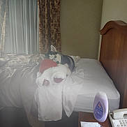 Apollo joined the competition — help win amazing prizes! bed, bedroom, blanket, carpet, curtains, dog, headboard, hotel_room, husky, indoor, lotion_bottle, nightstand, pet, pillow, plush_toy, puppy, remote_control, stuffed_animal, telephone, window