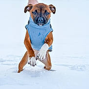 Swahili participe au concours pour gagner de l'argent avec cette photo : dog, puppy, snow, winter, dog_jacket, pet, brown_fur, white_paws, front_paws, jumping, playing, outdoor, cold, portrait, muzzle, ears, leap, action, minimalist_background, human_hand