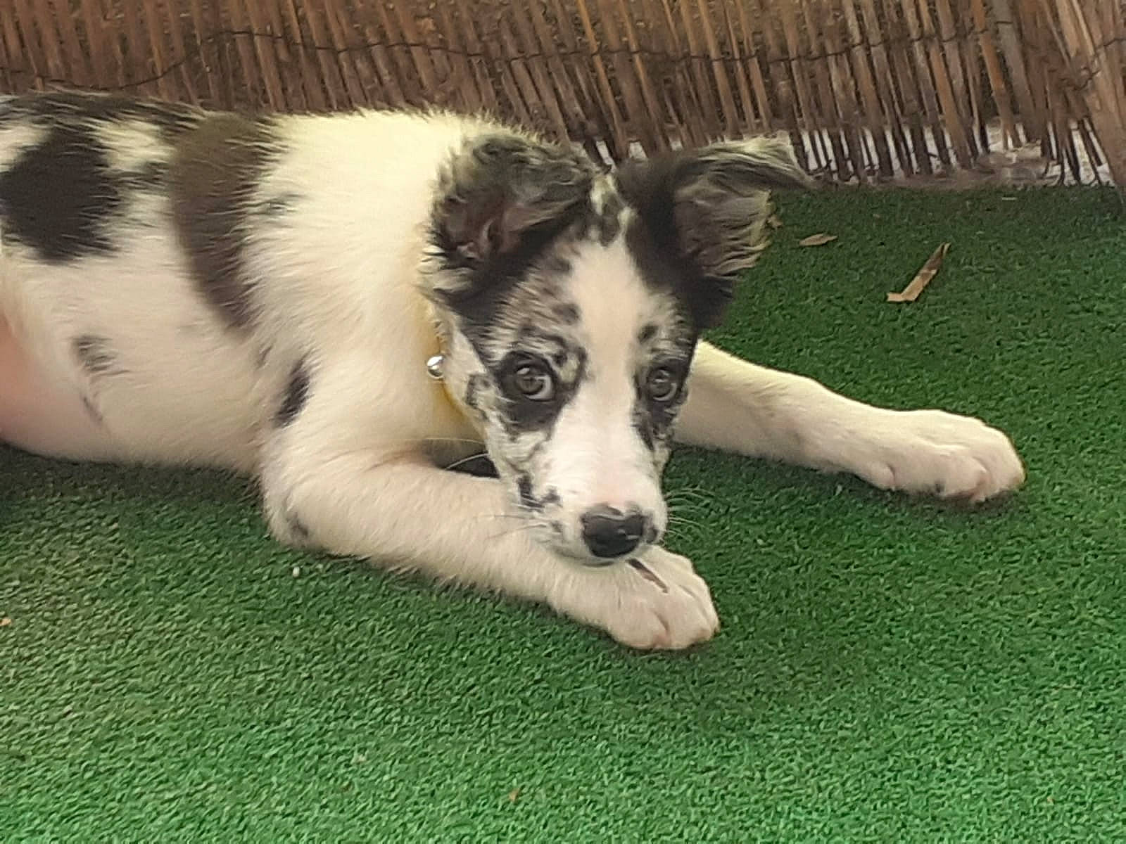 Pixelle participe au concours pour gagner de l'argent avec cette photo : border_collie, canidae, carnivore, companion_dog, dog, dog_breed, mammal, puppy, silken_windhound, smooth_collie, snout, sporting_group, vertebrate