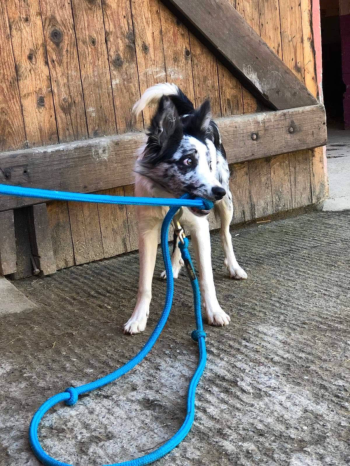 Pixelle participe au concours pour gagner de l'argent avec cette photo : canidae, carnivore, companion_dog, dog, dog_breed, fawn, leash, non_sporting_group, puppy, rope, sporting_group, tail