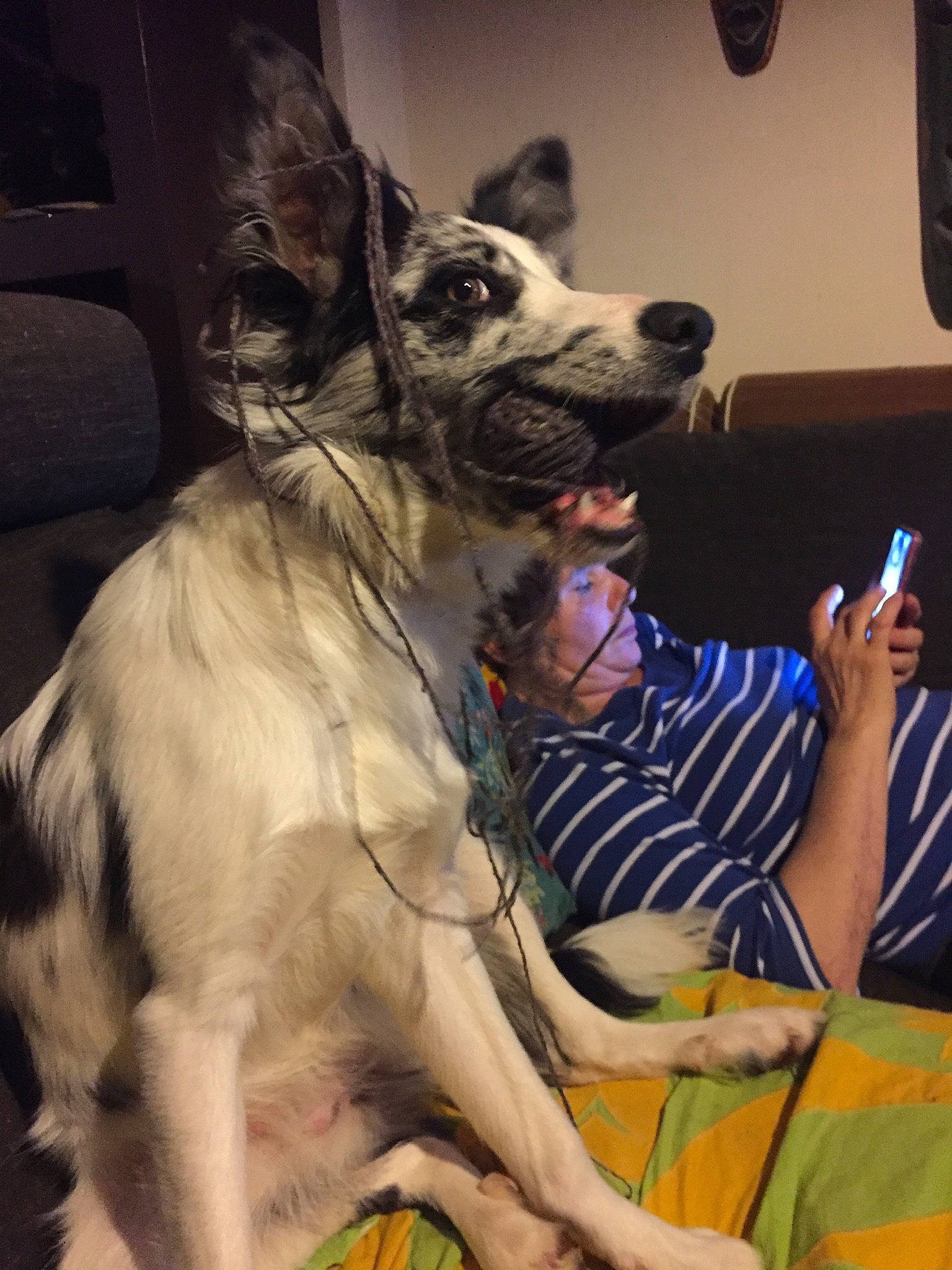 Pixelle a rejoint le concours — aidez-le/la à gagner de superbes lots ! canidae, carnivore, companion_dog, dog, dog_breed, mammal, snout