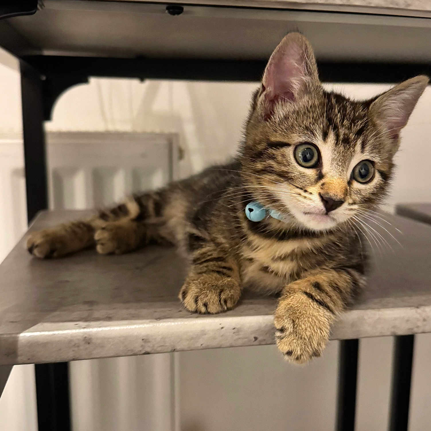 Rocco joined the competition — help win amazing prizes! abyssinian, animal, bookcase, cat, closet, cupboard, furniture, handrail, hardwood, kitten, manx, pet, plywood, shelf, wood