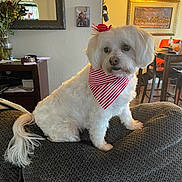 Chikis joined the competition — help win amazing prizes! bandana, chair, couch, cozy, cute, decor, dog, flower_vase, fur, furniture, home, indoor, lamp, living_room, pet, picture_frame, red_bow, small_dog, table, white_dog