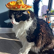 Tomas is registered to the contest to win money with this photo: cat, sombrero, hat, indoor, sunlight, black_and_white, fluffy, pet, whiskers, floor, window, shadow, plant, shelf, cozy, furniture, domestic, cute, portrait, animal