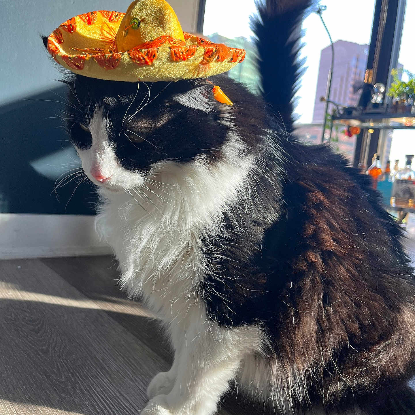 Tomas is registered to the contest to win money with this photo: animal, black_and_white, cat, cozy, cute, domestic, floor, fluffy, furniture, hat, indoor, pet, plant, portrait, shadow, shelf, sombrero, sunlight, whiskers, window