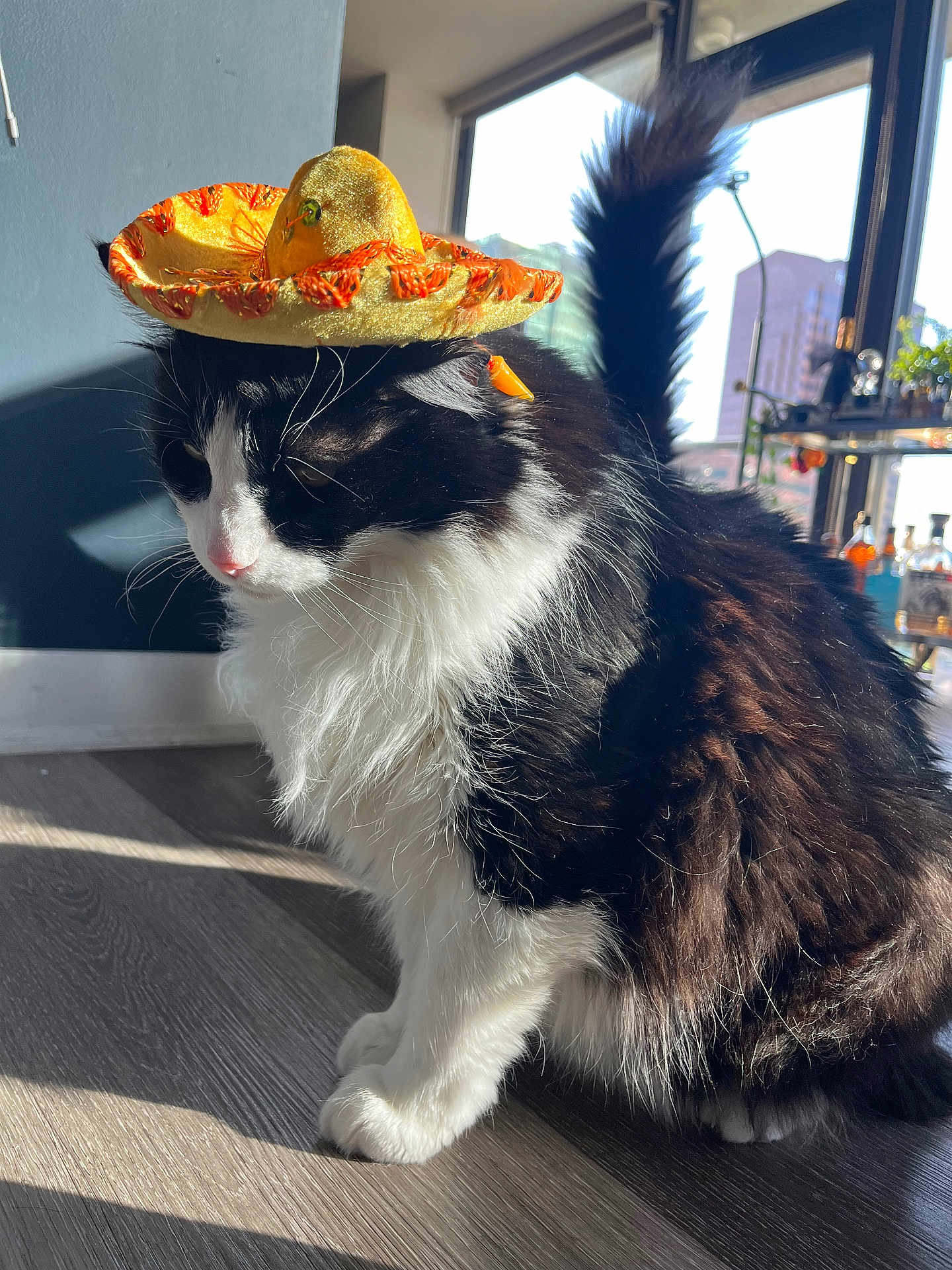 Tomas is registered to the contest to win money with this photo: cat, sombrero, hat, indoor, sunlight, black_and_white, fluffy, pet, whiskers, floor, window, shadow, plant, shelf, cozy, furniture, domestic, cute, portrait, animal