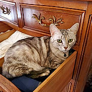 Pipsy is registered to the contest to win money with this photo: animal, bell, cat, collar, curled_up, drawer, dresser, ears, feline, green_eyes, home, indoors, pet, portrait, resting, silver_coat, striped_fur, tabby, whiskers, wooden_furniture