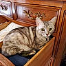 animal, bell, cat, collar, curled_up, drawer, dresser, ears, feline, green_eyes, home, indoors, pet, portrait, resting, silver_coat, striped_fur, tabby, whiskers, wooden_furniture