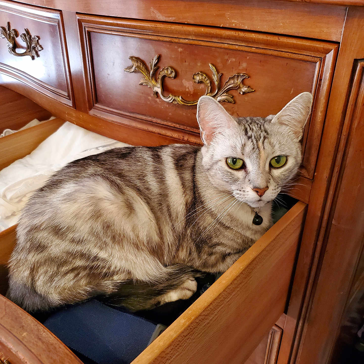 Pipsy is registered to the contest to win money with this photo: animal, bell, cat, collar, curled_up, drawer, dresser, ears, feline, green_eyes, home, indoors, pet, portrait, resting, silver_coat, striped_fur, tabby, whiskers, wooden_furniture