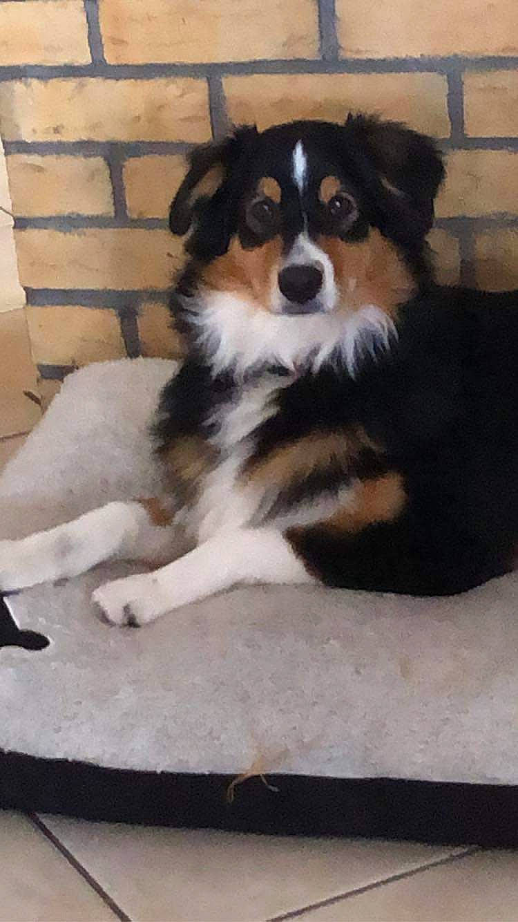 Iza a rejoint le concours — aidez-le/la à gagner de superbes lots ! australian_collie, australian_shepherd, bernese_mountain_dog, border_collie, canidae, carnivore, companion_dog, dog, dog_breed, english_shepherd, herding_dog, mammal, miniature_australian_shepherd, puppy, rare_breed_dog, sporting_group, vertebrate, welsh_sheepdog, working_dog