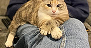 Praline participe au concours pour gagner de l'argent avec cette photo : cat, person, jeans, couch, indoor, pet, relaxed, lap, feline, blurred_background, casual_clothing, sitting, domestic_animal, comfort, striped_cat, orange_cat, white_cat, paws, resting, human