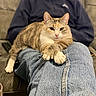 cat, person, jeans, couch, indoor, pet, relaxed, lap, feline, blurred_background, casual_clothing, sitting, domestic_animal, comfort, striped_cat, orange_cat, white_cat, paws, resting, human