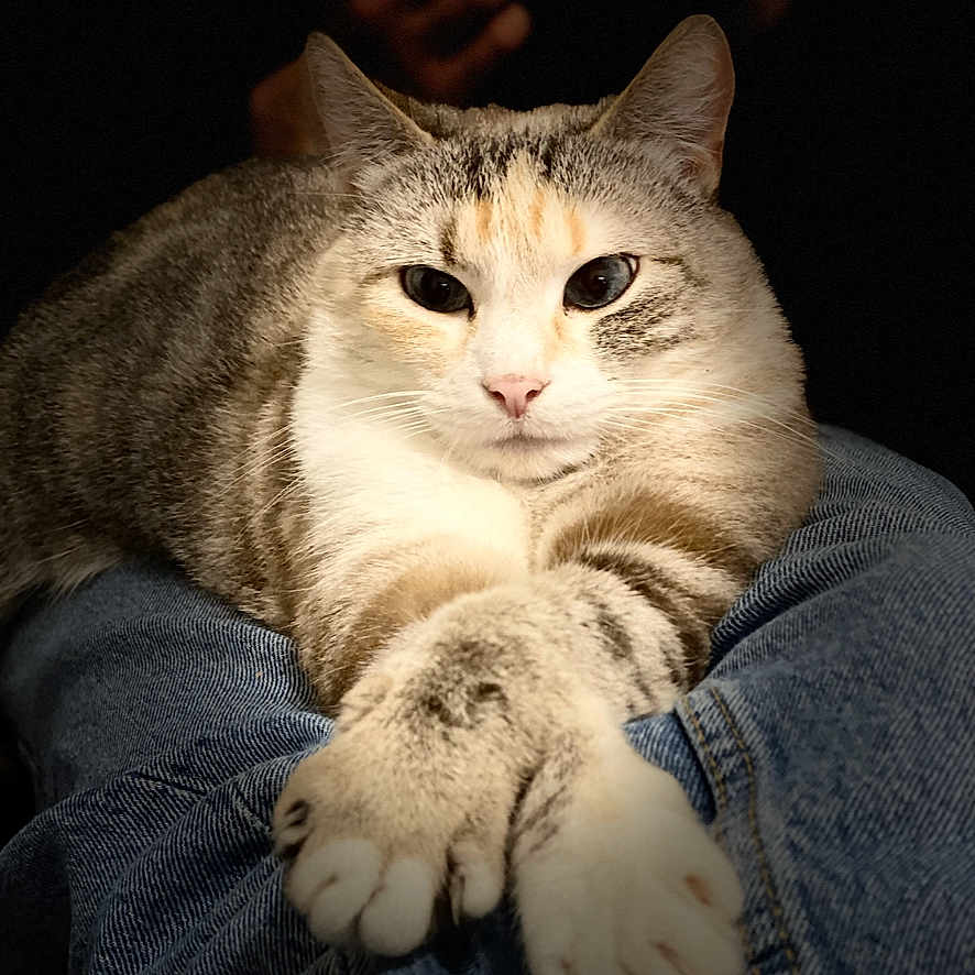 Praline participe au concours pour gagner de l'argent avec cette photo : cat, animal, pet, feline, domestic_cat, lap, paws, fur, striped, white, gray, orange, jeans, person, hand, dark_background, indoor, relaxed, cute, portrait