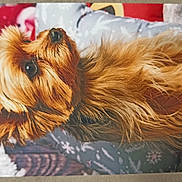 Ruby participe au concours pour gagner de l'argent avec cette photo : dog, small_dog, fluffy, long_hair, brown_fur, golden_fur, pet, animal, lying_down, reclining, portrait, close_up, brown_eyes, black_nose, blanket, holiday, festive, indoor, printed_photo, tabletop