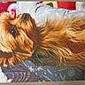 dog, small_dog, fluffy, long_hair, brown_fur, golden_fur, pet, animal, lying_down, reclining, portrait, close_up, brown_eyes, black_nose, blanket, holiday, festive, indoor, printed_photo, tabletop