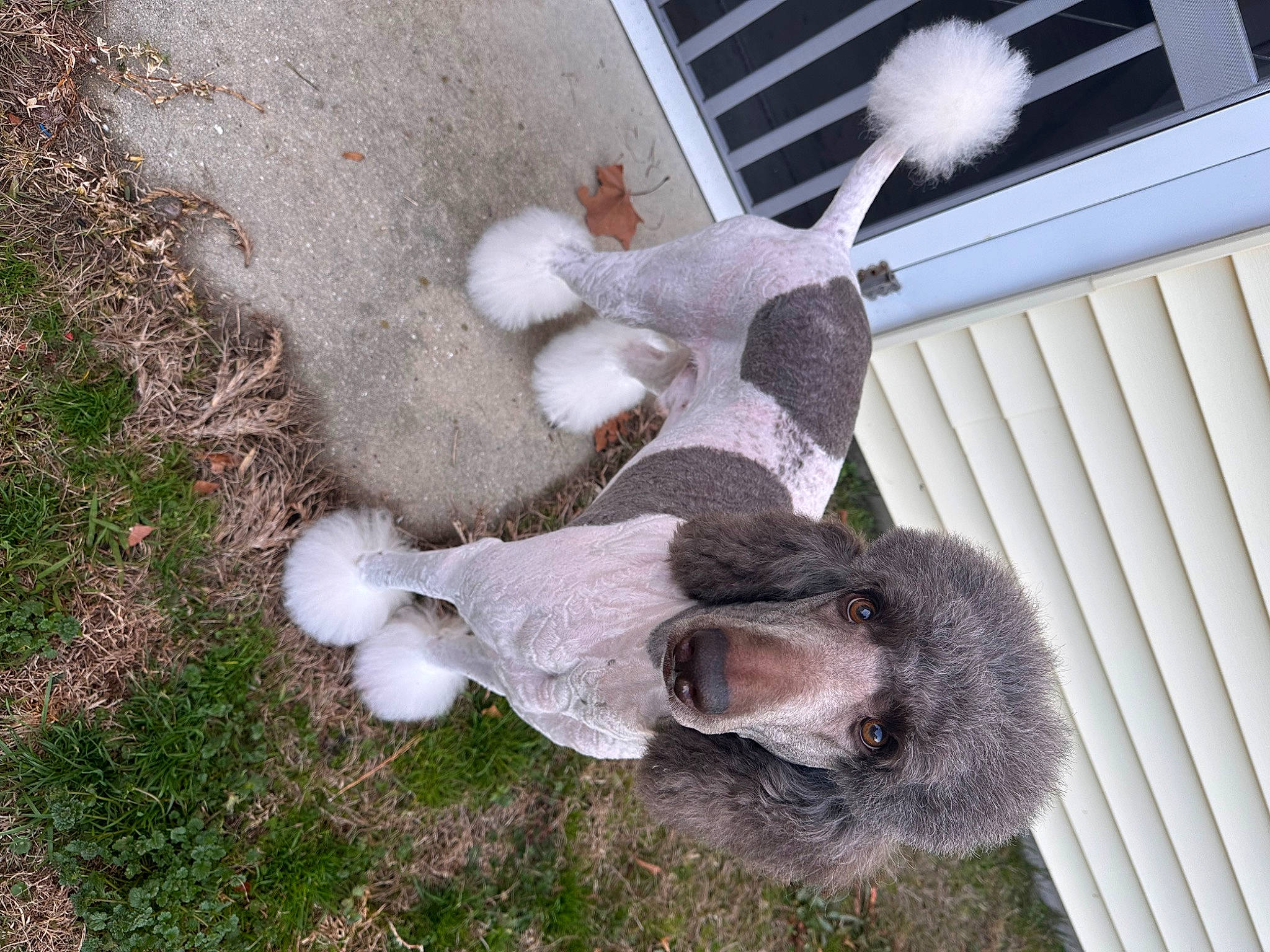 Colt is registered to the contest to win money with this photo: animal_shelter, dog_breed, fawn, fur, grass, sporting_group, tail, terrestrial_animal, window, working_animal