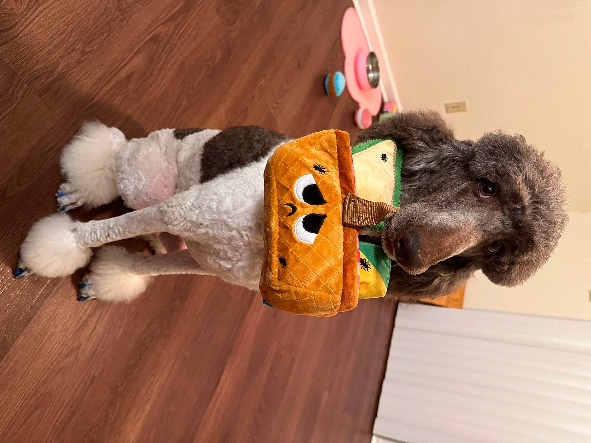 Colt joined the competition — help win amazing prizes! canidae, carnivore, companion_dog, dog_breed, dog_clothes, dog_supply, fawn, flooring, fur, hardwood, pet_supply, plush, snout, sporting_group, stuffed_toy, tail, toy, wood, wood_stain, working_animal