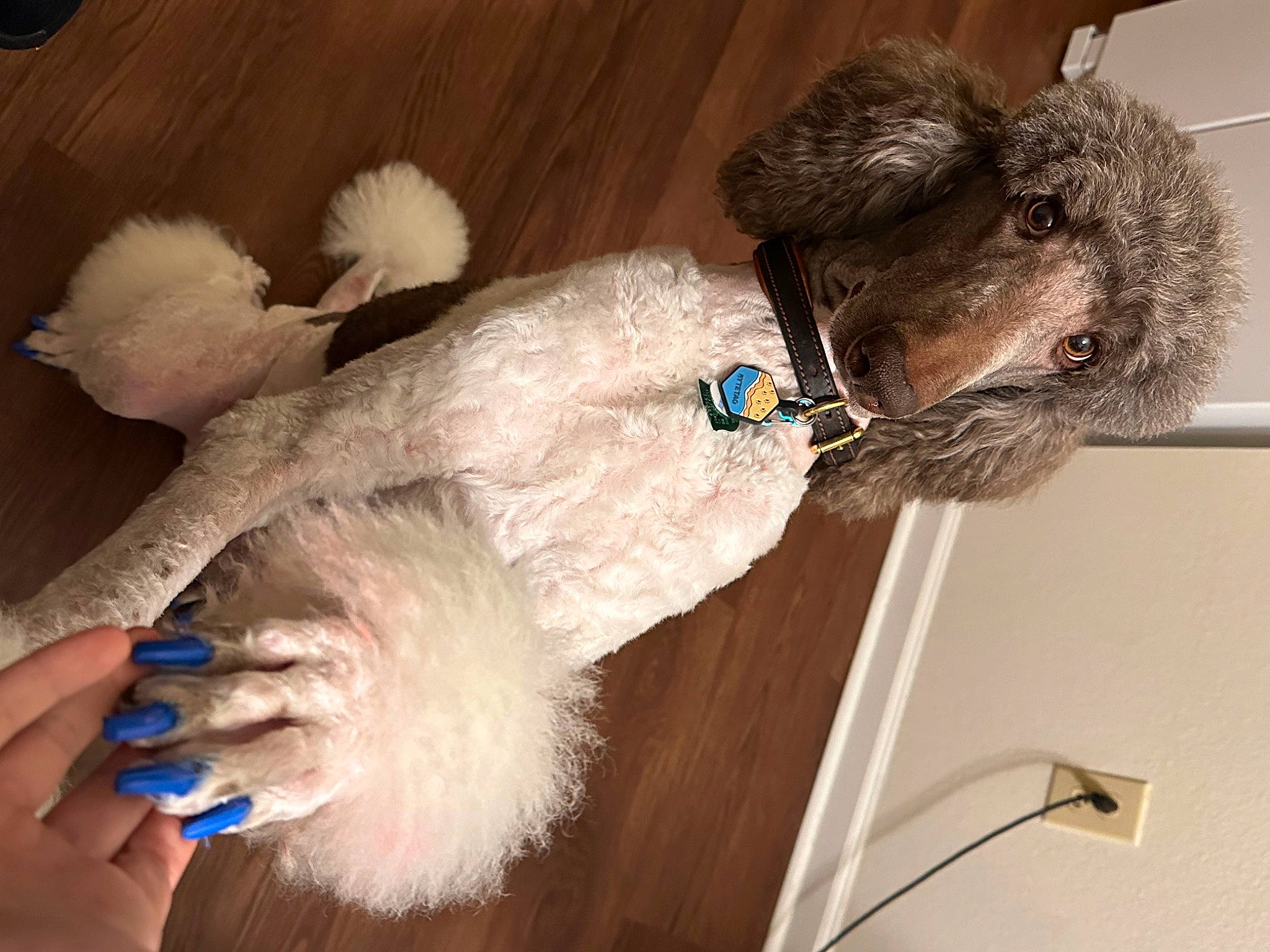 Colt joined the competition — help win amazing prizes! canidae, carnivore, collar, companion_dog, dog, dog_breed, dog_clothes, dog_collar, dog_supply, fur, liver, pet_supply, poodle, snout, sporting_group, tail, terrier, toy_dog, water_dog, working_animal
