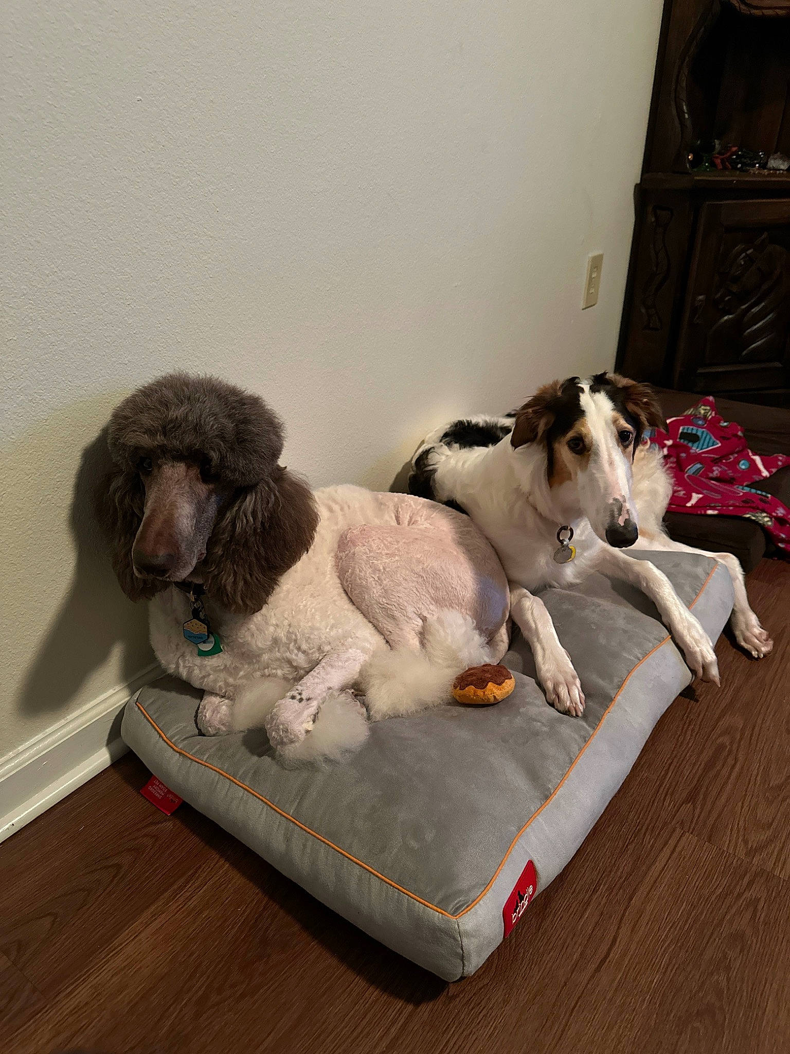 Arielle is registered to the contest to win money with this photo: canidae, carnivore, collar, comfort, companion_dog, couch, dog, dog_breed, dog_collar, dog_supply, fawn, floor, flooring, hardwood, paw, pet_supply, sporting_group, toy_dog, water_dog, working_animal