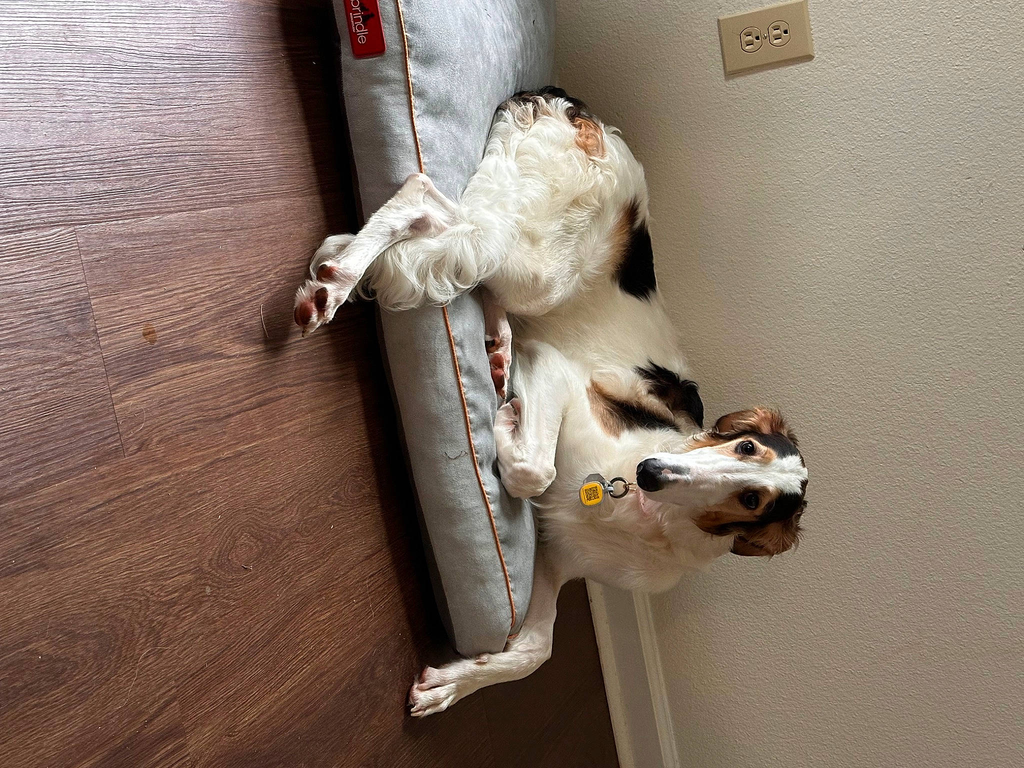 Arielle is registered to the contest to win money with this photo: bag, canidae, carnivore, collar, comfort, companion_dog, dog, dog_breed, fawn, felidae, flooring, fur, hardwood, linens, room, small_to_medium_sized_cats, sporting_group, tail, whiskers, wood