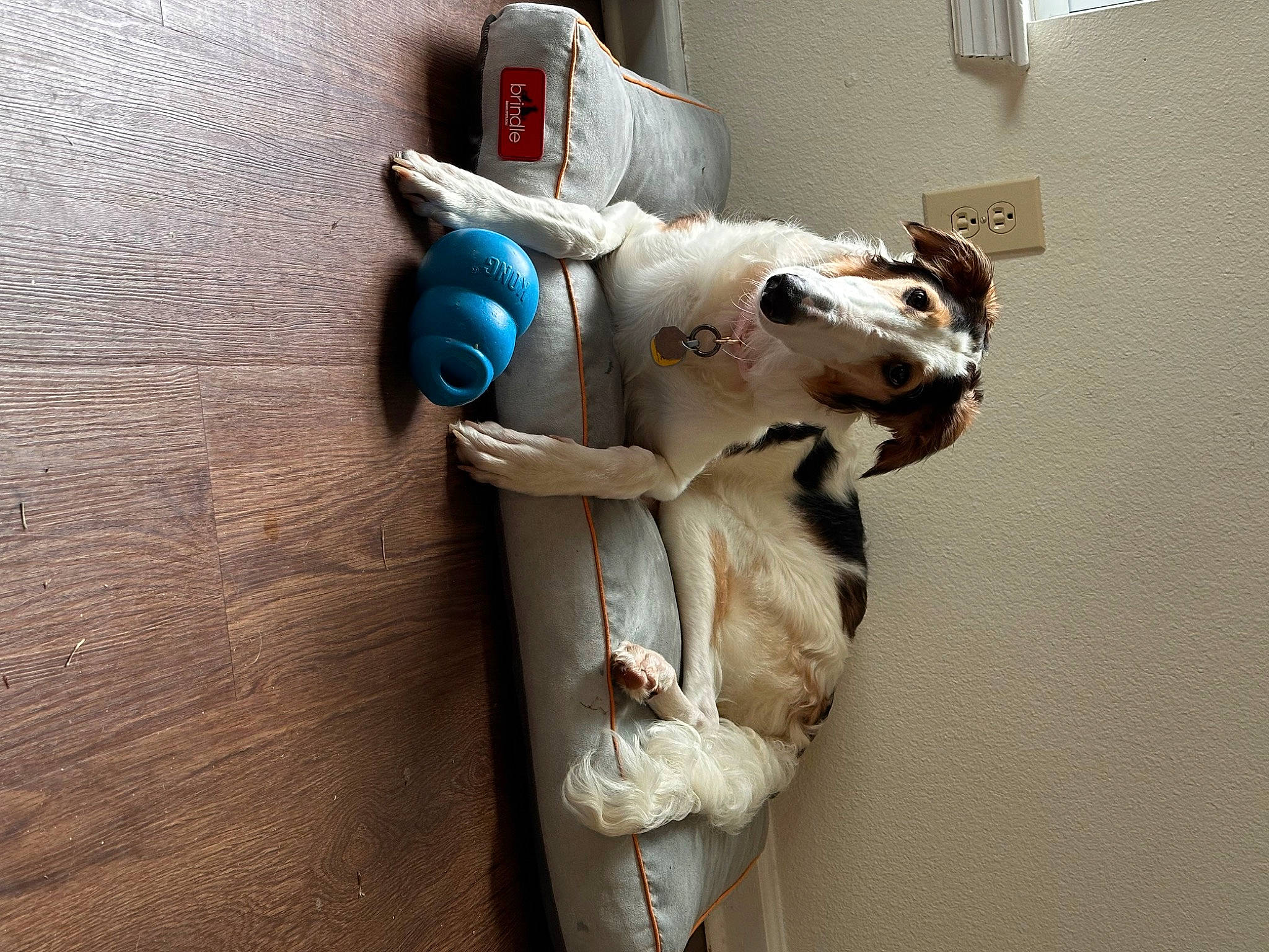 Arielle joined the competition — help win amazing prizes! art, baby_toys, canidae, carnivore, companion_dog, fashion_accessory, fawn, felidae, flooring, fur, hardwood, plush, room, small_to_medium_sized_cats, stuffed_toy, tail, toy, whiskers, wood, working_animal