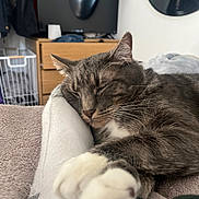 Sergio joined the competition — help win amazing prizes! animal, bedroom, blanket, cat, cozy, dresser, fur, furniture, gray_cat, home, indoor, mirror, paw, pet, relaxed, resting, sleeping, soft, whiskers, white_paw
