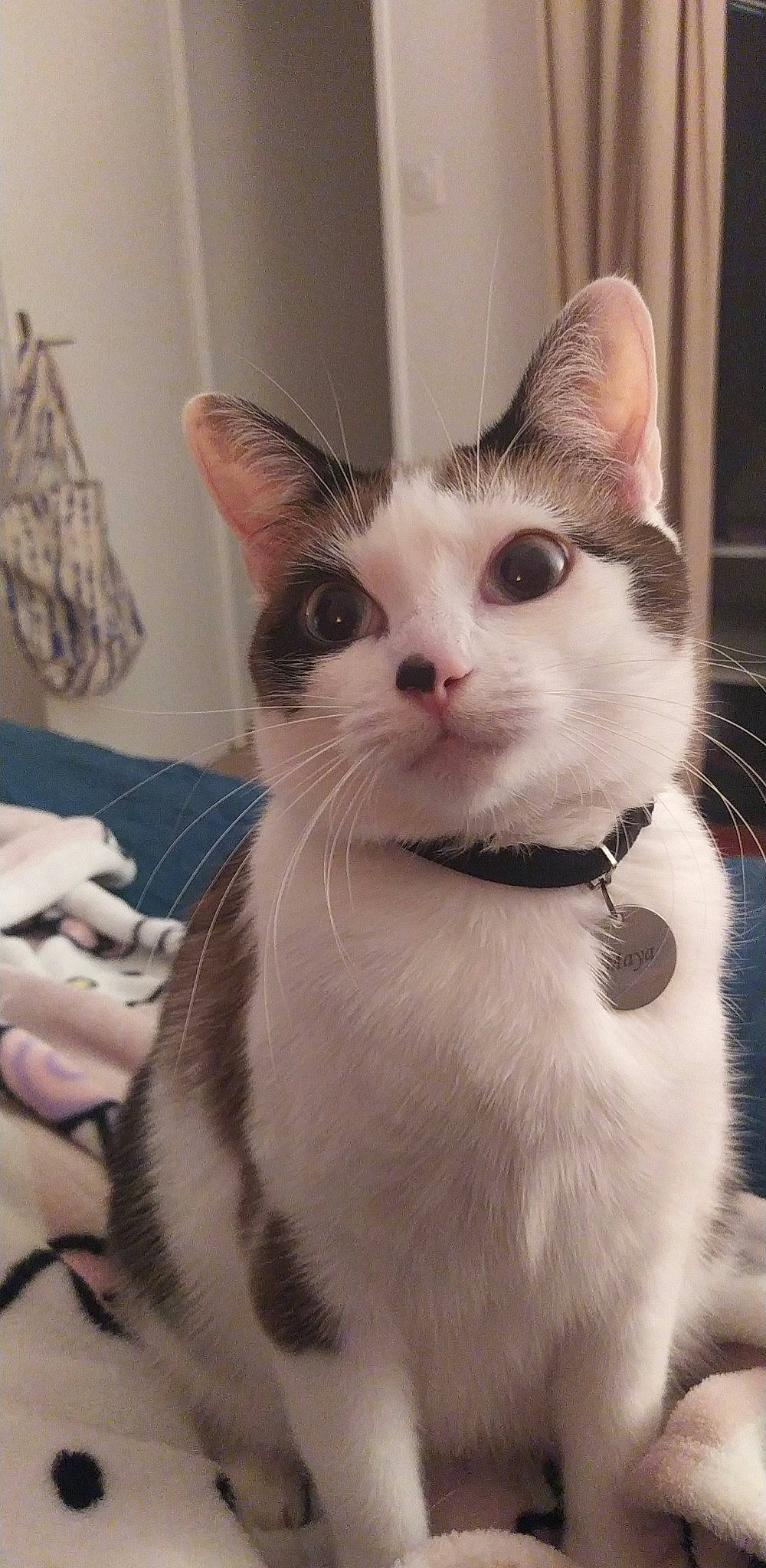 Maya a rejoint le concours — aidez-le/la à gagner de superbes lots ! box, carnivore, cat, collar, domestic_short_haired_cat, eyelash, fawn, felidae, fur, paper_product, paw, small_to_medium_sized_cats, snout, tail, whiskers, window