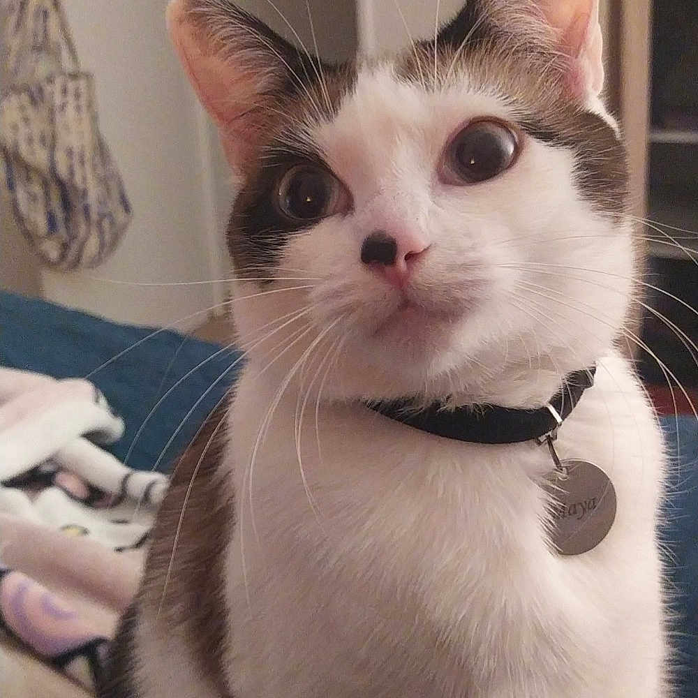 Maya