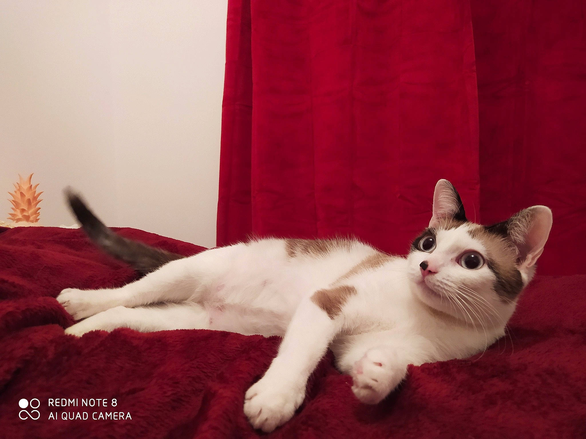 Maya participe au concours pour gagner de l'argent avec cette photo : bedding, carnivore, cat, cat_furniture, comfort, curtain, domestic_short_haired_cat, felidae, flooring, foot, fur, linens, paw, room, small_to_medium_sized_cats, tail, vertebrate, whiskers, window, wood