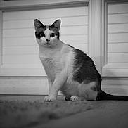 Maya participe au concours pour gagner de l'argent avec cette photo : cat, indoor, black_and_white, animal, pet, curious, sitting, floor, window, shutters, fur, whiskers, alert, domestic_cat, feline, young_cat, side_view, quiet, calm, home