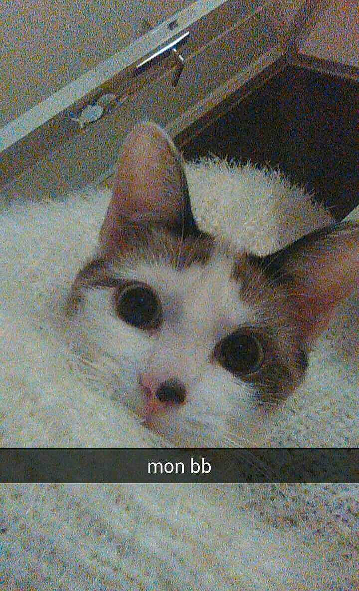 Maya a rejoint le concours — aidez-le/la à gagner de superbes lots ! art, box, carnivore, cat, domestic_short_haired_cat, eye, fawn, felidae, fur, head, iris, paper_product, photo_caption, service, small_to_medium_sized_cats, snout, whiskers