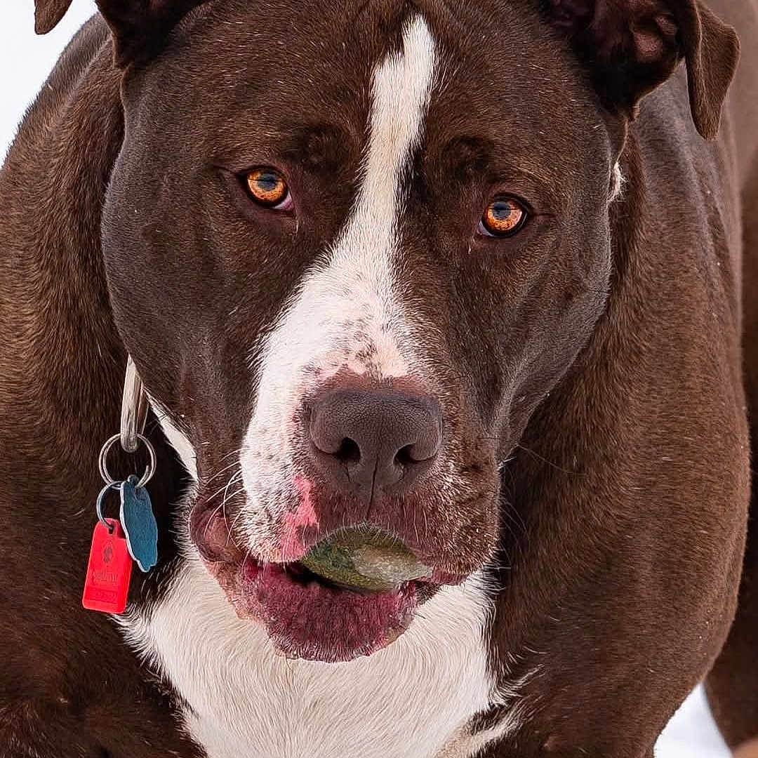 Blocker is registered to the contest to win money with this photo: animal, ball, bodypart, boxer, bulldog, canine, dog, football, hound, labradorretriever, pet, pitbull, pointer, puppy, snout, soccer, soccerball, sport, tennis, tennisball