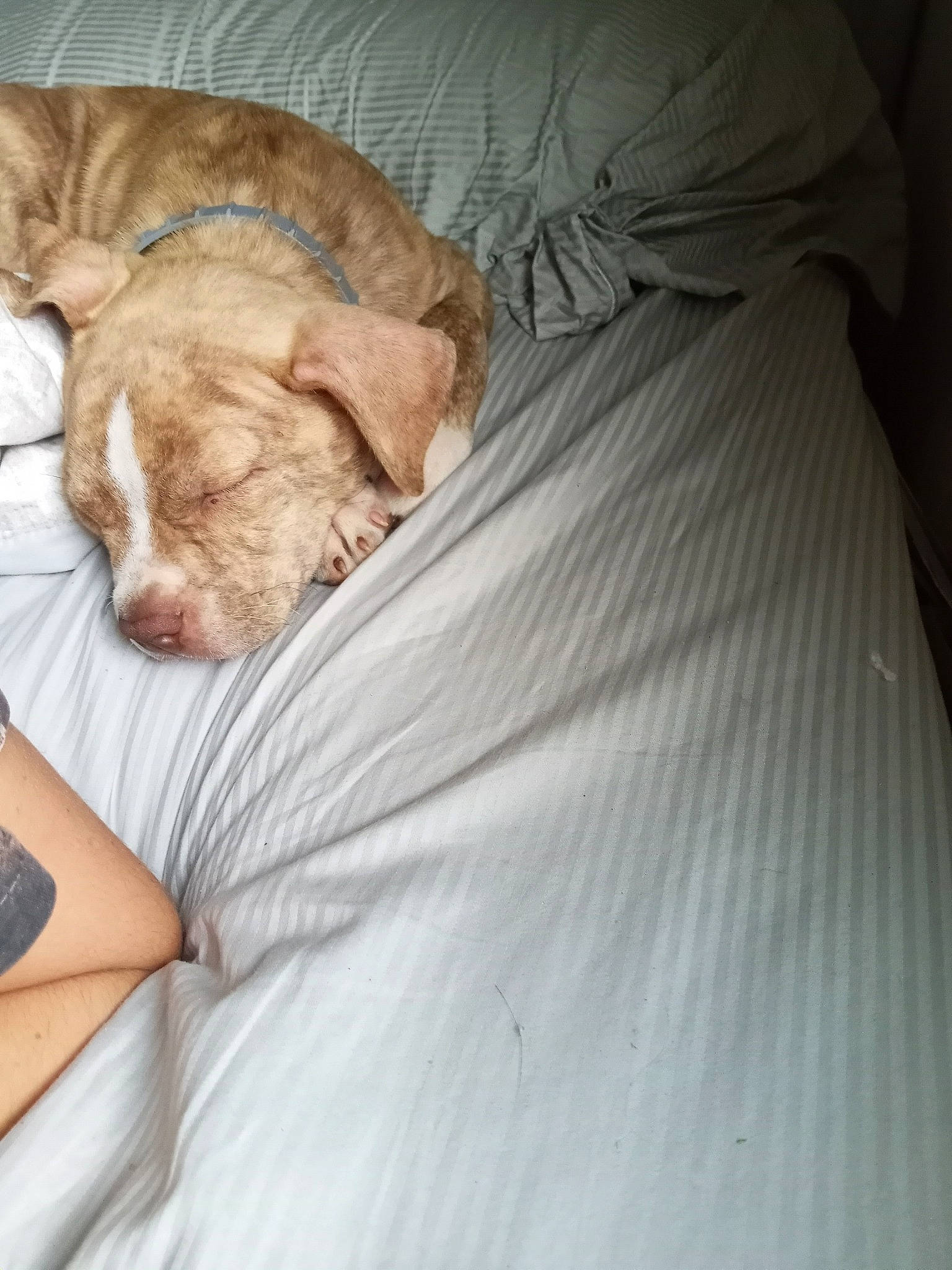 Samson is registered to the contest to win money with this photo: bed_sheet, bedding, canidae, carnivore, comfort, companion_dog, dog, dog_breed, duvet, fawn, felidae, fur, linens, liver, small_to_medium_sized_cats, snout, sporting_group, tail, whiskers, wrinkle