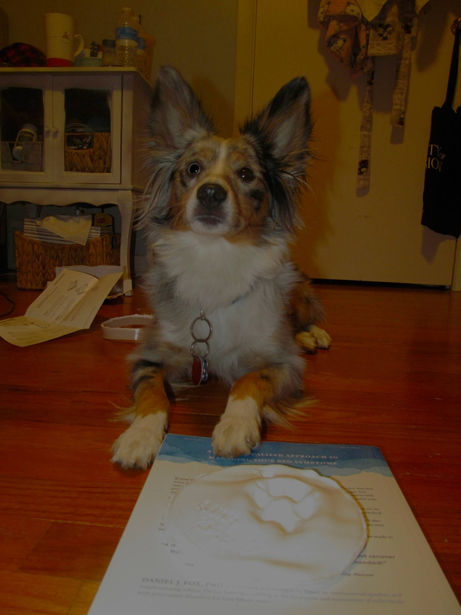 Luna is registered to the contest to win money with this photo: art, carnivore, companion_dog, dog, dog_breed, dog_supply, drawer, flooring, fur, hardwood, papillon, paw, picture_frame, small_terrier, toy_dog, varnish, whiskers, wood, working_animal, working_dog