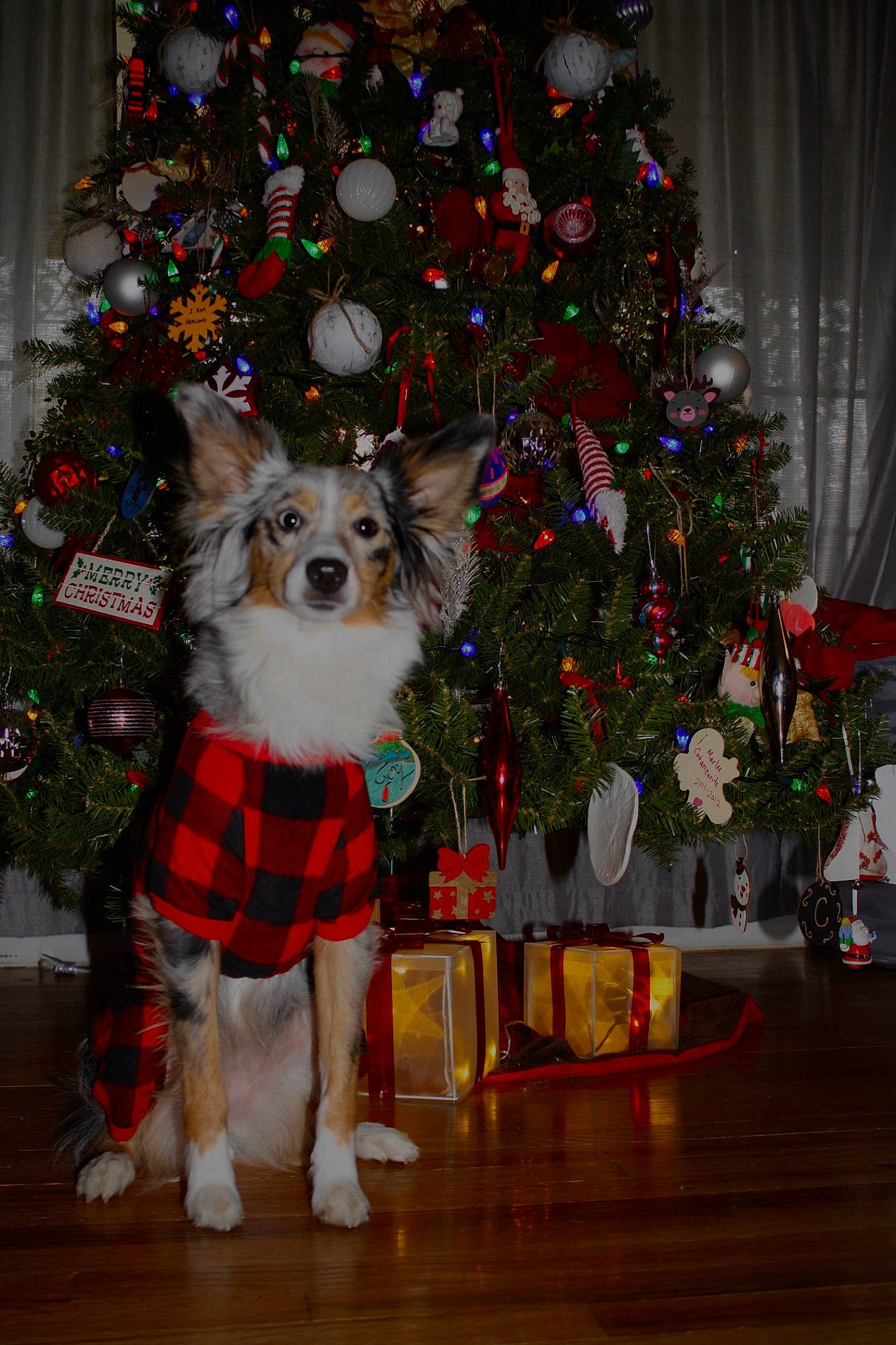 Luna is registered to the contest to win money with this photo: carnivore, christmas, christmas_decoration, christmas_eve, christmas_ornament, christmas_tree, companion_dog, dog, dog_breed, dog_clothes, dog_supply, event, evergreen, fawn, holiday, holiday_ornament, ornament, plant, tree, working_animal