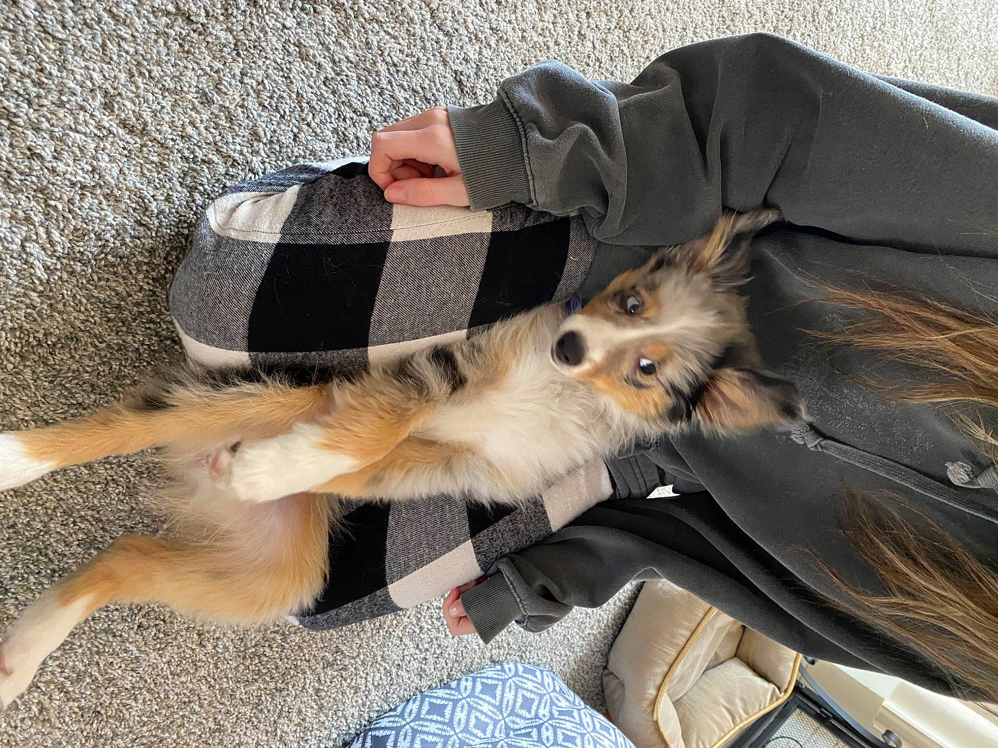 Luna is registered to the contest to win money with this photo: canidae, carnivore, claw, comfort, companion_dog, dog, dog_breed, fashion_accessory, fawn, felidae, foot, fur, lap, mammal, paw, small_to_medium_sized_cats, strap, tail, toy_dog, whiskers