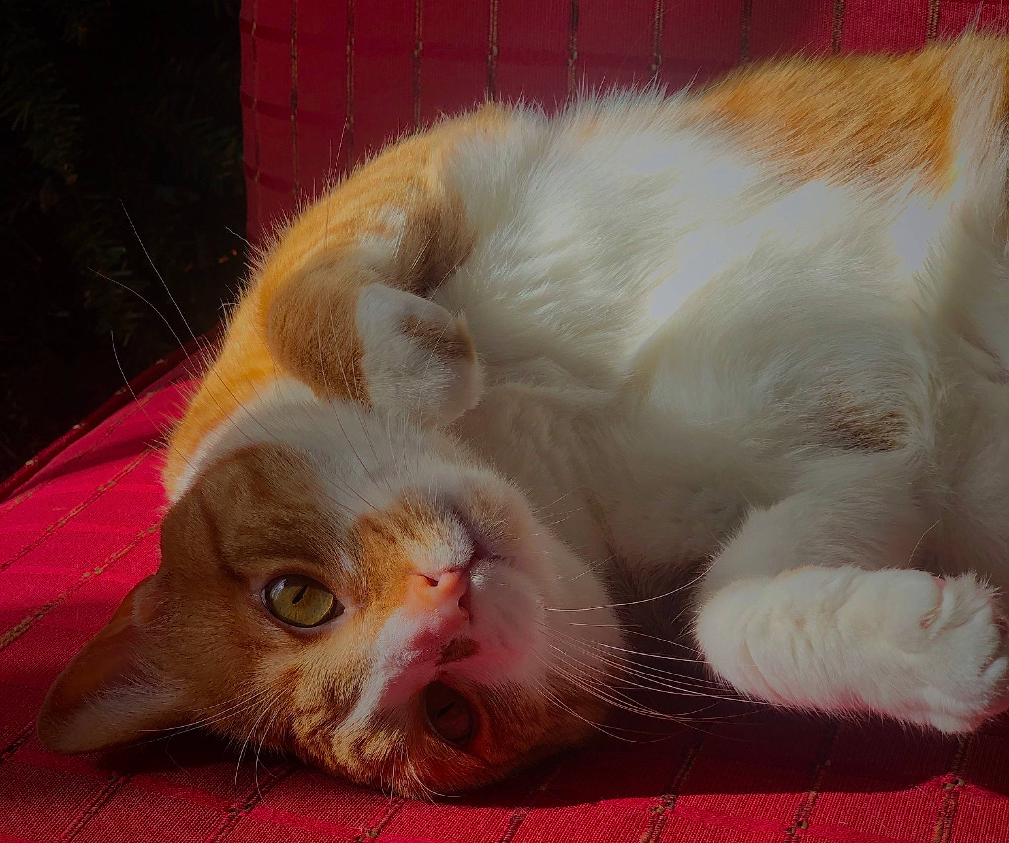 Carina joined the competition — help win amazing prizes! carnivore, cat, child, claw, comfort, domestic_short_haired_cat, ear, fawn, felidae, foot, fur, nap, nose, paw, photo_caption, sleep, small_to_medium_sized_cats, snout, tail, whiskers