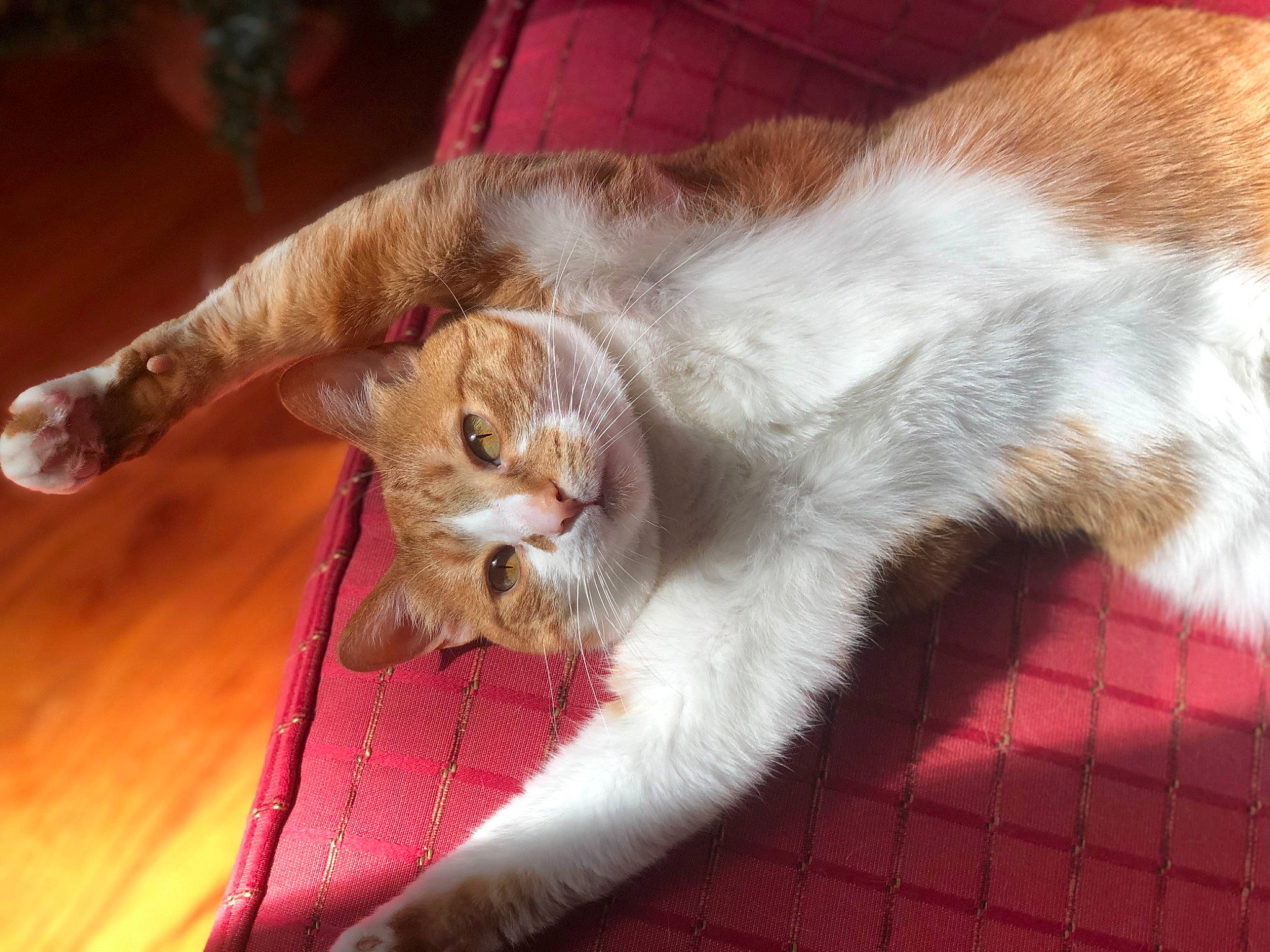 Carina is registered to the contest to win money with this photo: canidae, carnivore, cat, cat_supply, claw, comfort, companion_dog, domestic_short_haired_cat, eye, fawn, felidae, foot, fur, nap, paw, small_to_medium_sized_cats, snout, tail, whiskers, wood