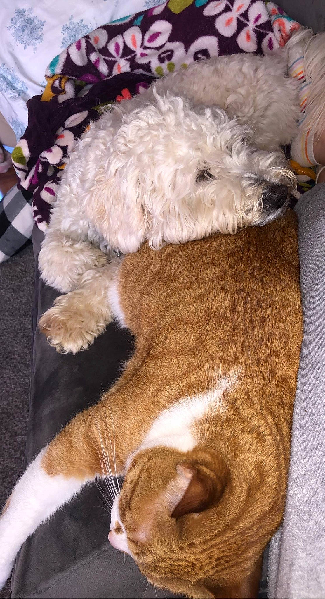 Carina is registered to the contest to win money with this photo: canidae, carnivore, comfort, companion_dog, dog, dog_breed, dog_collar, dog_supply, fawn, felidae, fur, linens, liver, snout, sporting_group, tail, terrier, toy_dog, whiskers, working_animal