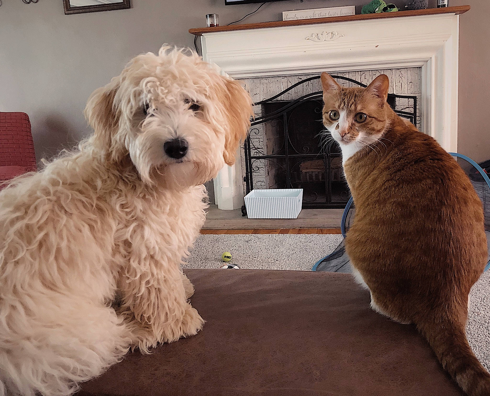 Carina joined the competition — help win amazing prizes! carnivore, cat, chair, comfort, companion_dog, dog, dog_breed, dog_collar, door, drawer, felidae, fur, picture_frame, small_terrier, small_to_medium_sized_cats, snout, tail, terrier, toy_dog, whiskers