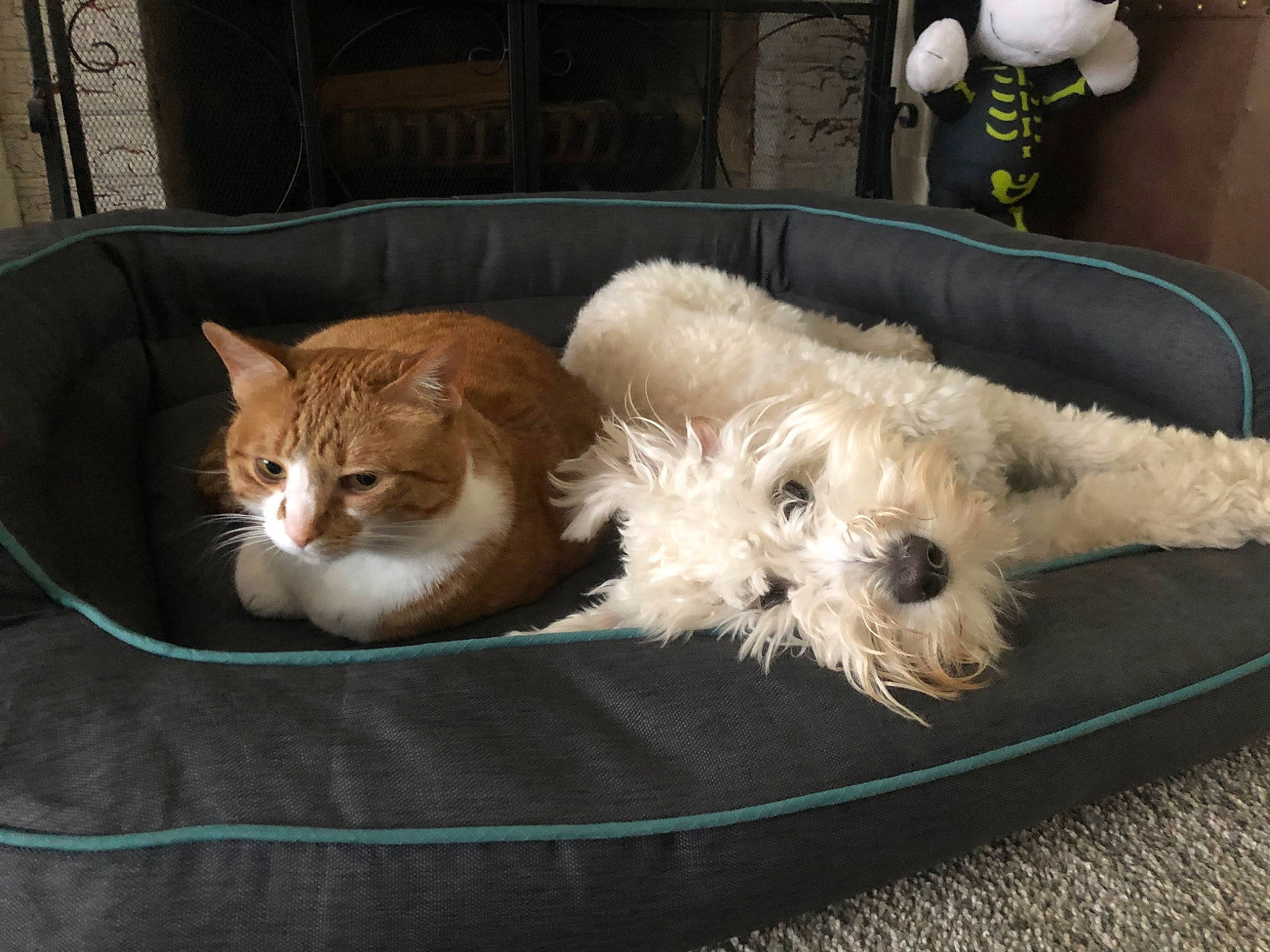 Carina joined the competition — help win amazing prizes! carnivore, cat, cat_supply, chair, comfort, companion_dog, couch, dog, dog_breed, dog_supply, domestic_short_haired_cat, fawn, felidae, fur, linens, small_to_medium_sized_cats, tail, terrier, toy_dog, whiskers