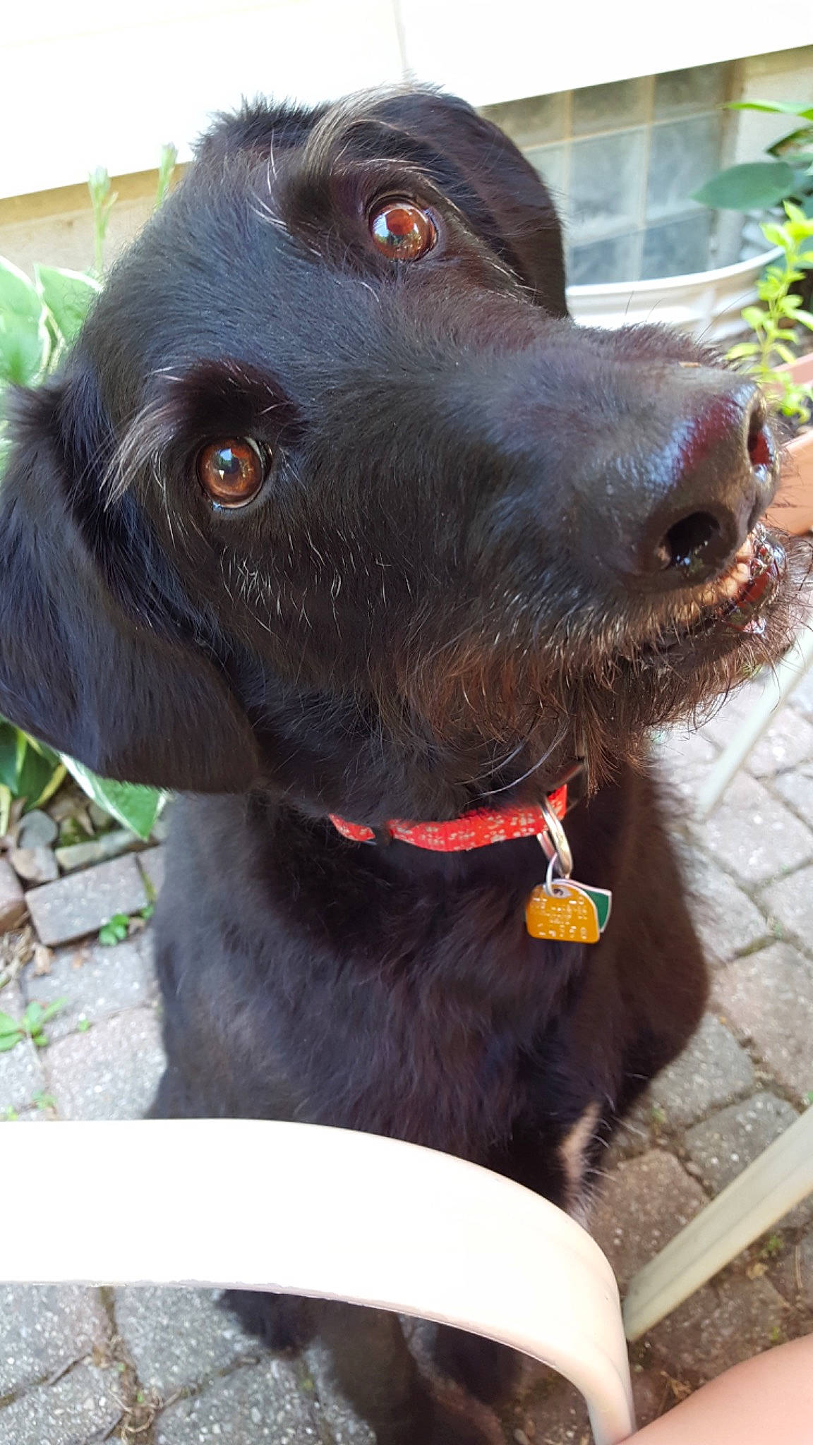 Baxter joined the competition — help win amazing prizes! borador, canidae, carnivore, collar, companion_dog, dog, dog_breed, dog_collar, fur, gun_dog, hunting_dog, leash, liver, pet_supply, plant, snout, sporting_group, terrestrial_animal, working_animal