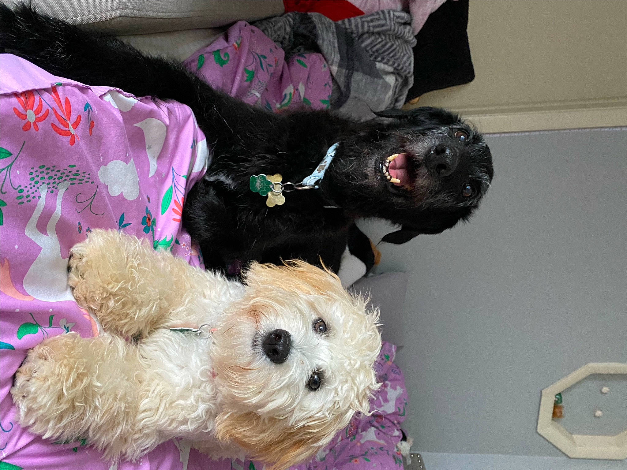 Baxter is registered to the contest to win money with this photo: canidae, carnivore, cockapoo, collar, comfort, companion_dog, dog, dog_breed, dog_clothes, dog_supply, fur, labradoodle, pet_supply, small_terrier, sporting_group, terrier, toy, toy_dog, yorkipoo, yorkshire_terrier